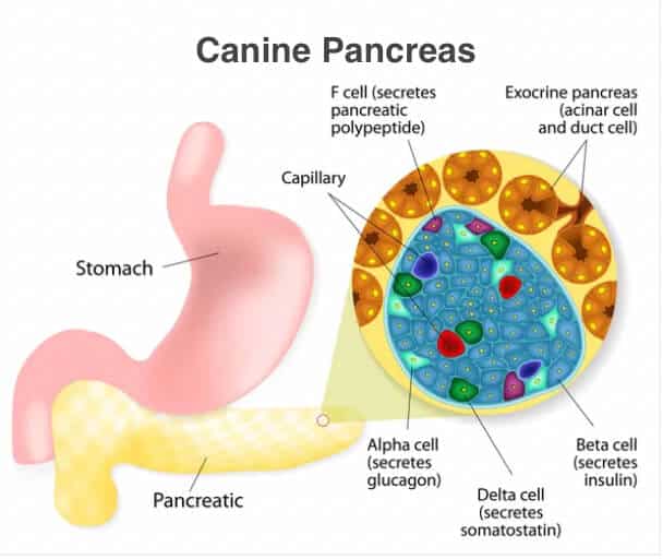 exokrine Pankreasinsuffizienz bei Hunden
