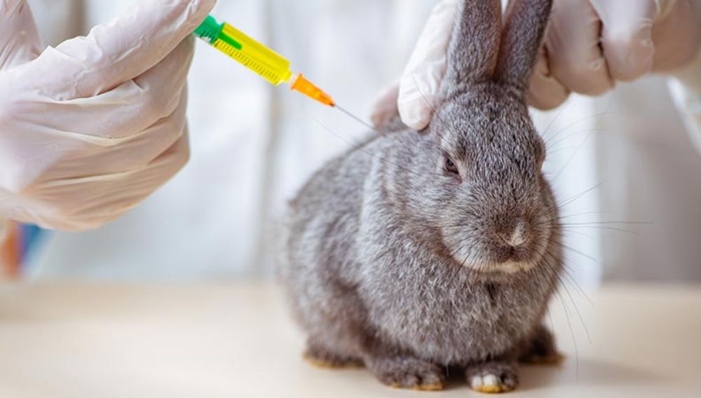 Impfungen bei Kaninchen