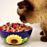 vegane Ernährung bei Katzen