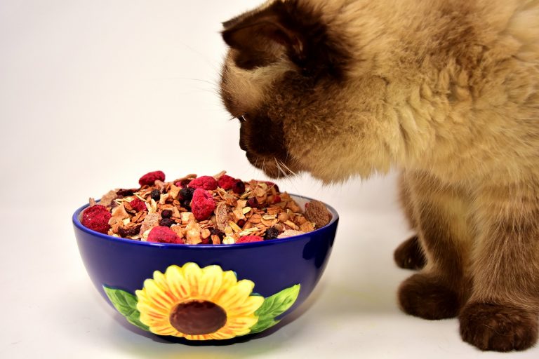 vegane Ernährung bei Katzen
