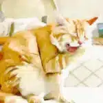 لارنژیت در گربه ها