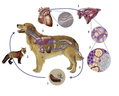 Lungenwürmer bei Hunden

