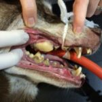 Зубний камінь у собак