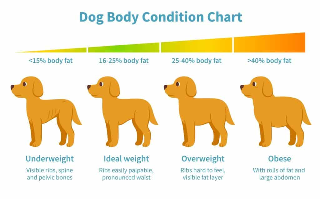 Собака худеет без вреда для здоровья