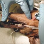 Regional anesthesia in the head area in dogs and cats
