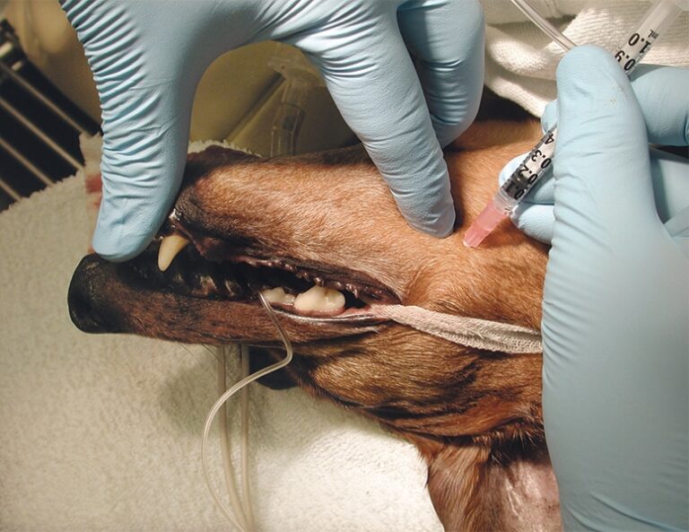 Регионарная анестезия в области головы у собак и кошек.