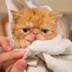 Хвороби перської кішки