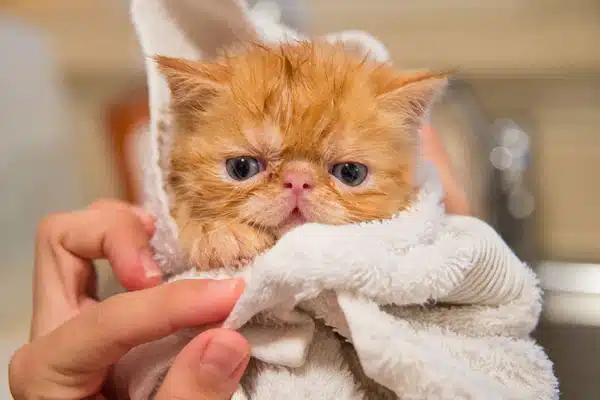 Хвороби перської кішки
