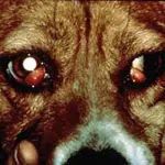 Wiśniowe oko u psów