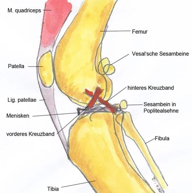 ce este ligamentul galben coxartroza genunchiului tratament de 4 grade