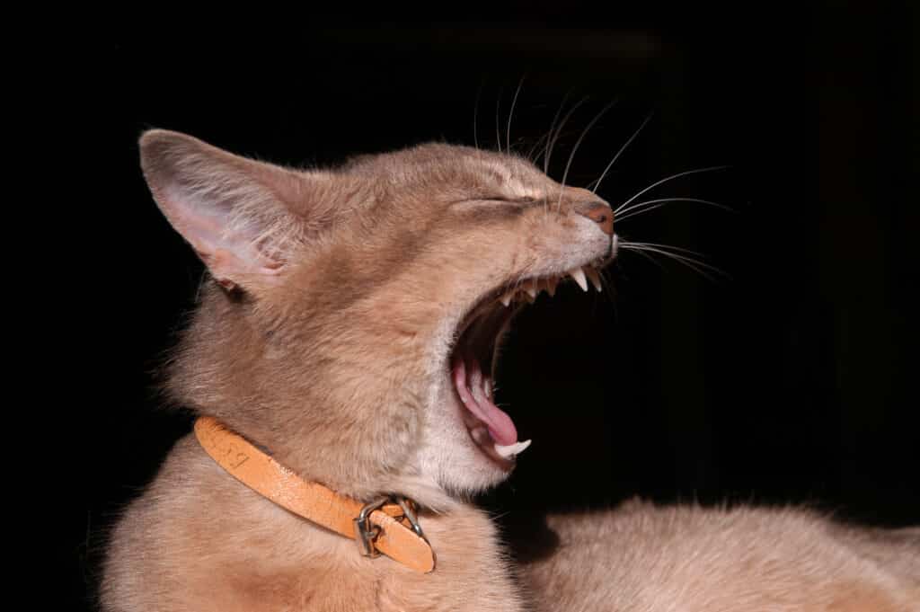Zahnbehandlung Katzen