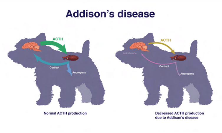 Morbus Addison bei Hunden