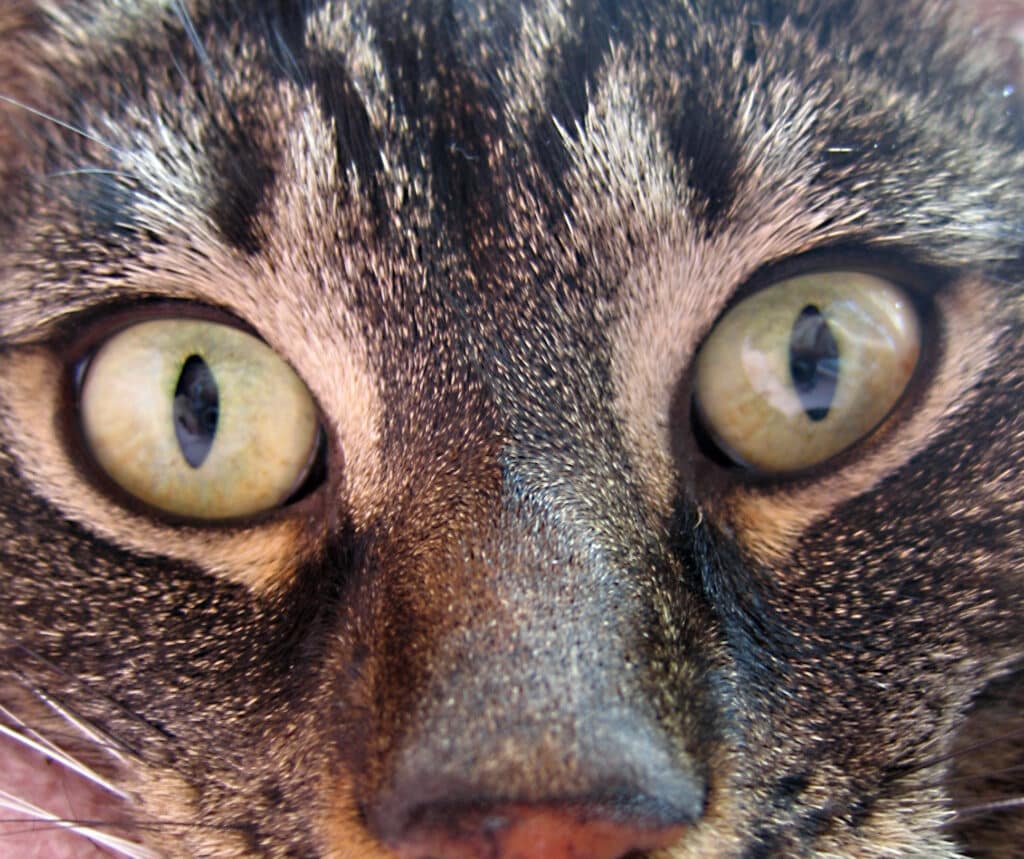 Augenlidtumoren bei Katzen
