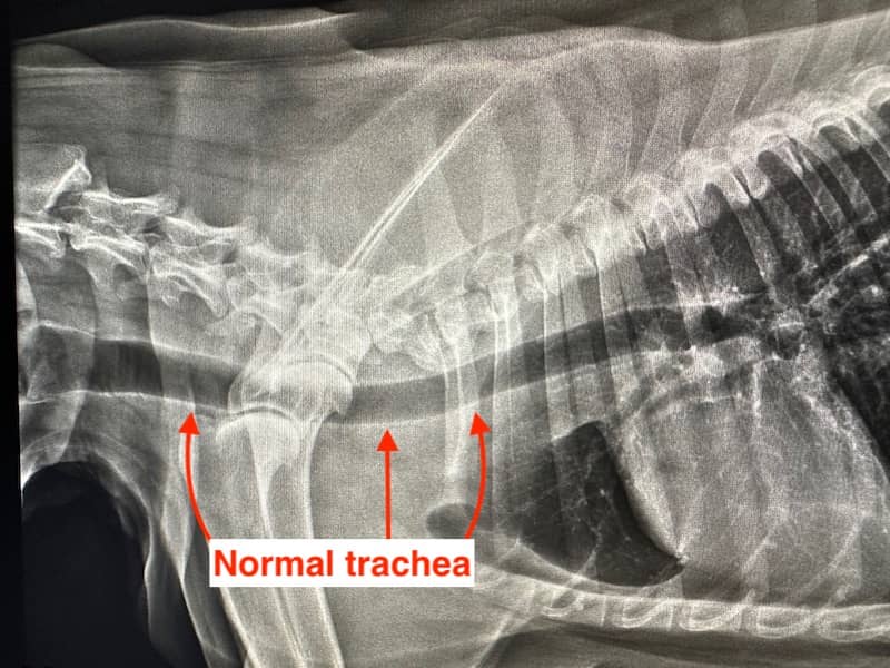 normal trachea dog 1