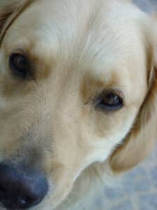 Augenkrankheiten bei Hunden