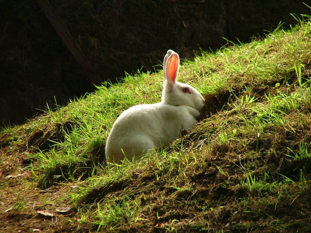 Fressunlust bei Kaninchen