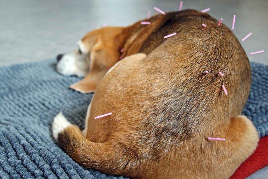 Akupunktur beim Tier